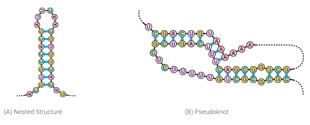 RNA nested structure and pseudoknot