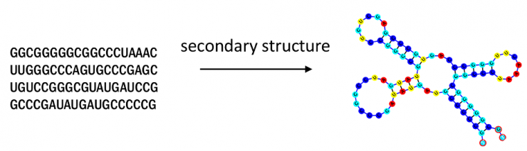 rna_secondary_structure