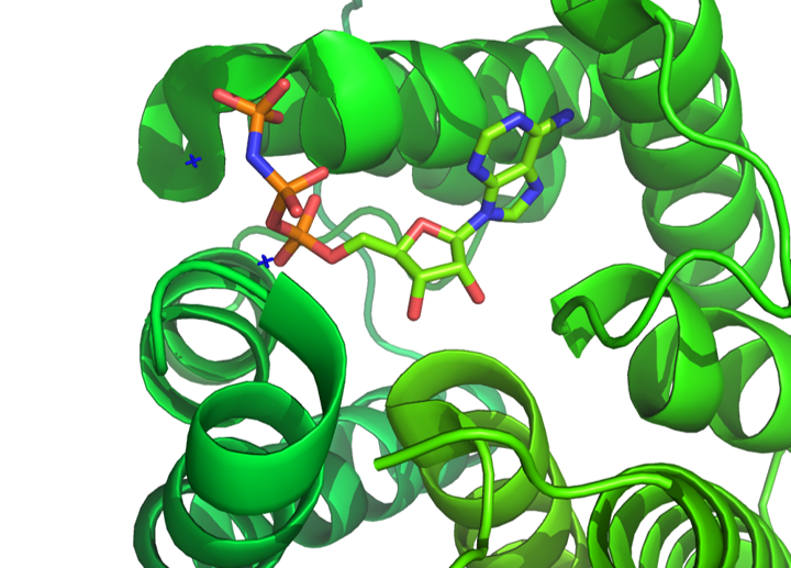 Kinase