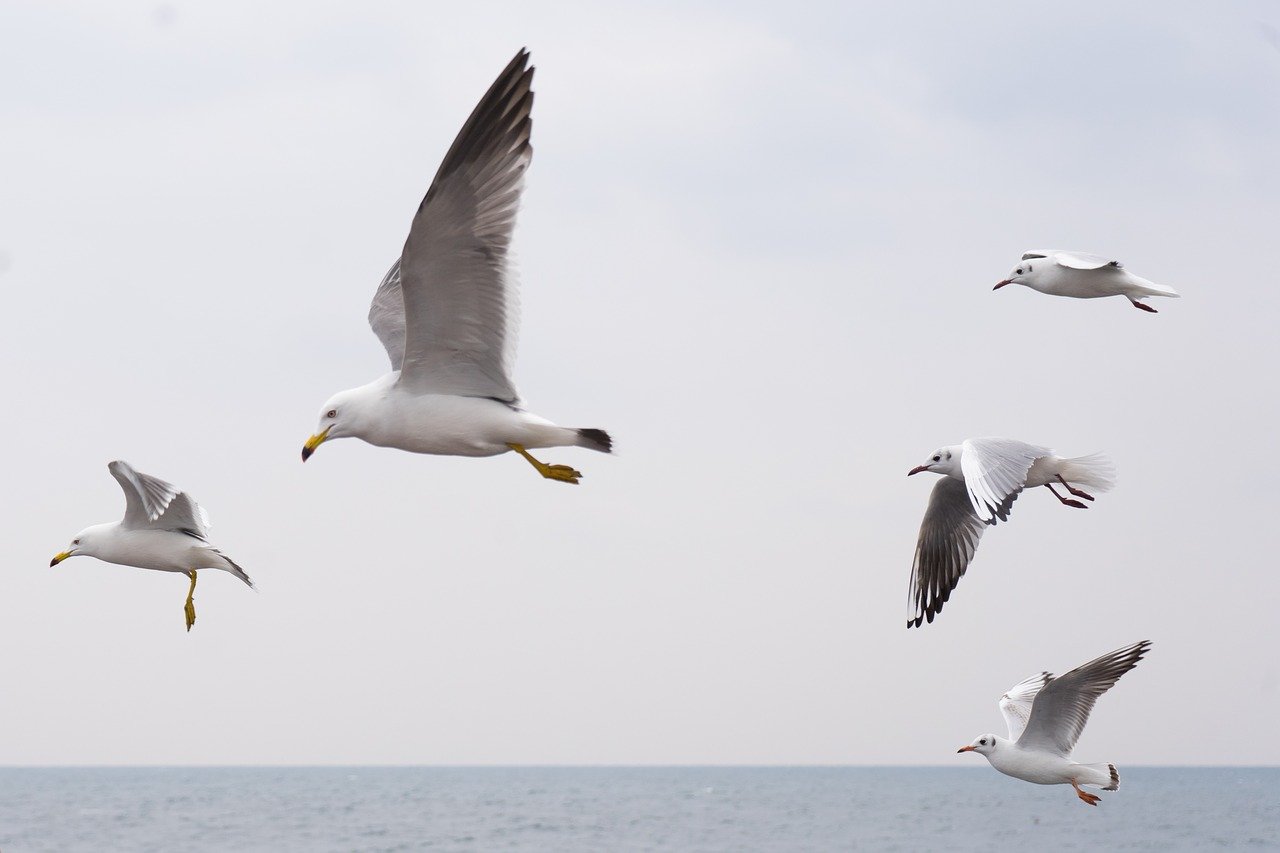 Seagulls flying | AIhub