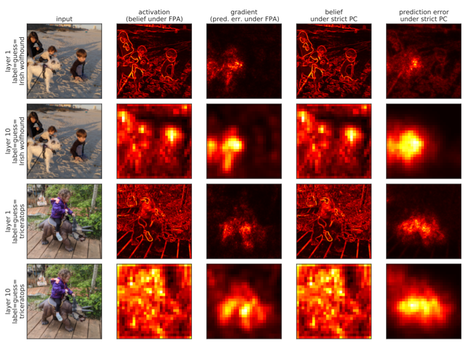 Magnitude of activations, beliefs, and prediction errors in a convolutional neural network pre-trained on ImageNet. T