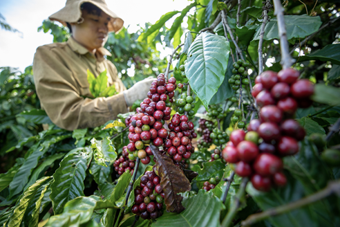 Coffee harvesting