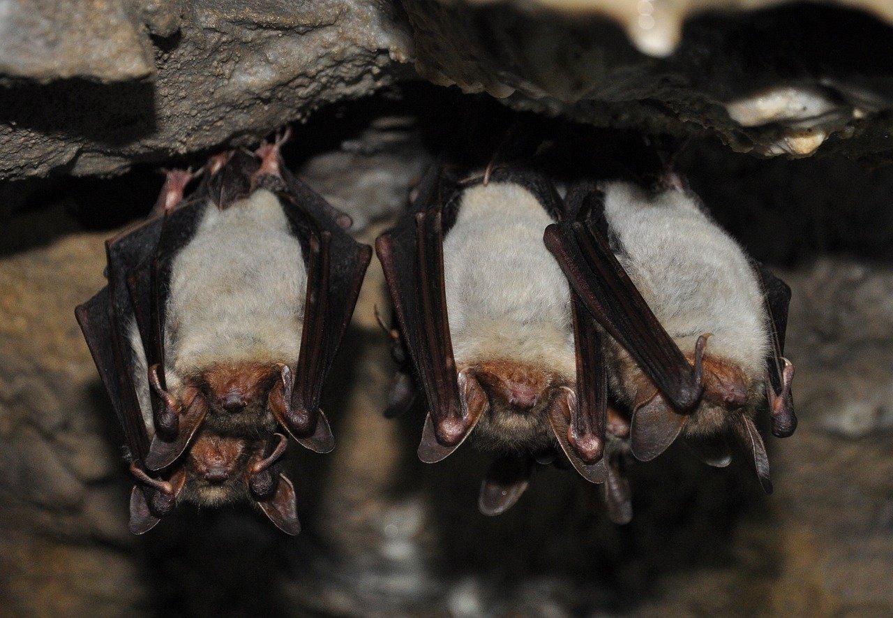 roosting bats