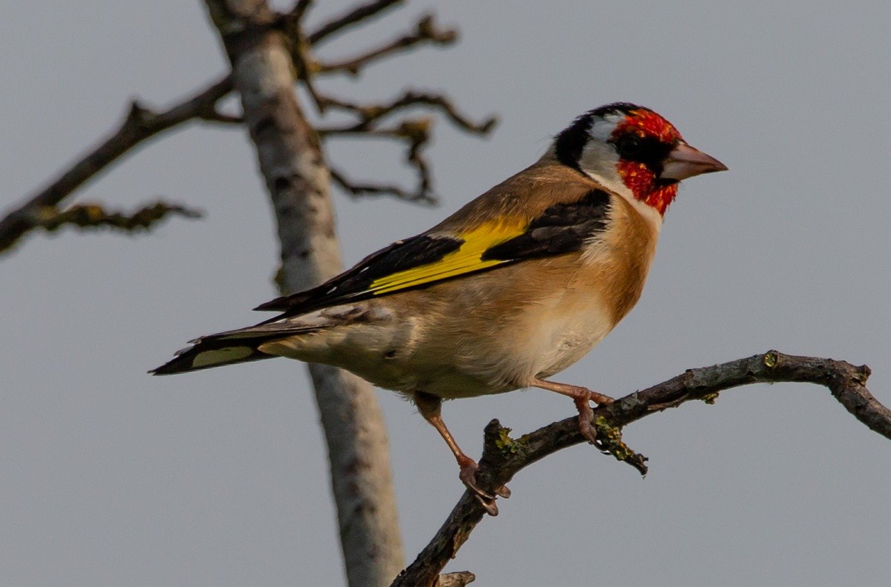 Goldfinch