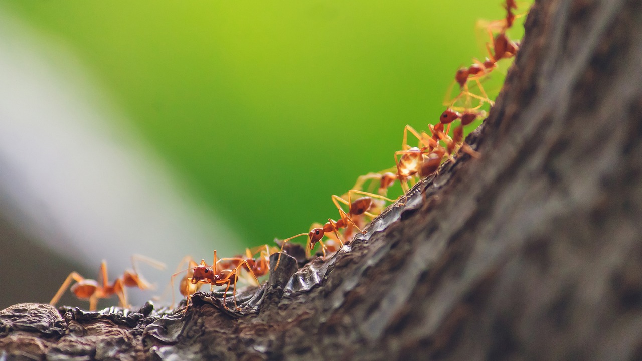 ants walking up a tree