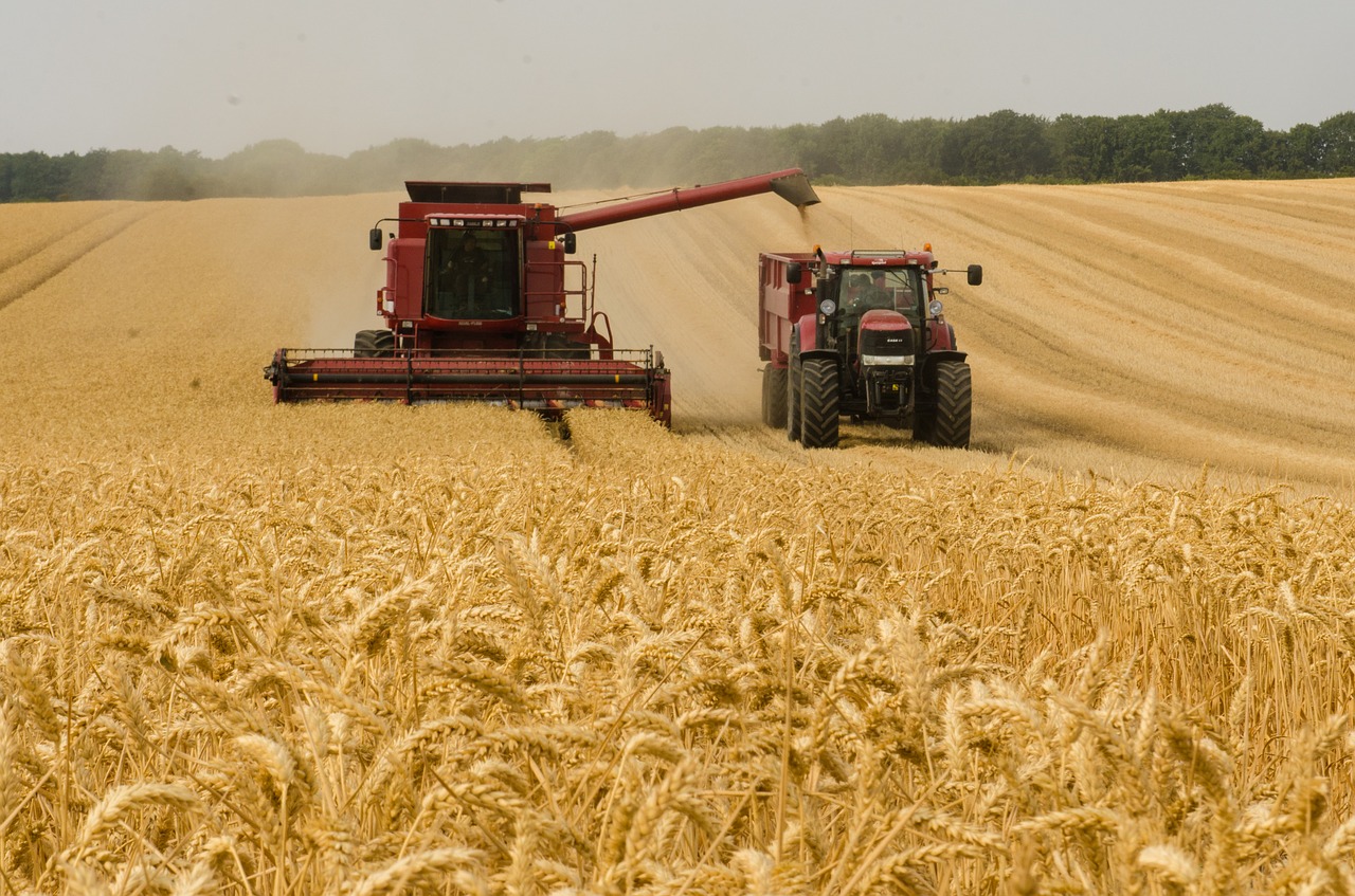 harvester in wheat field