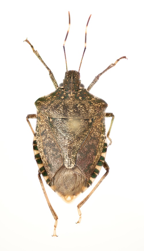 stinkbug_Halyomorpha_halys_specimen_photo