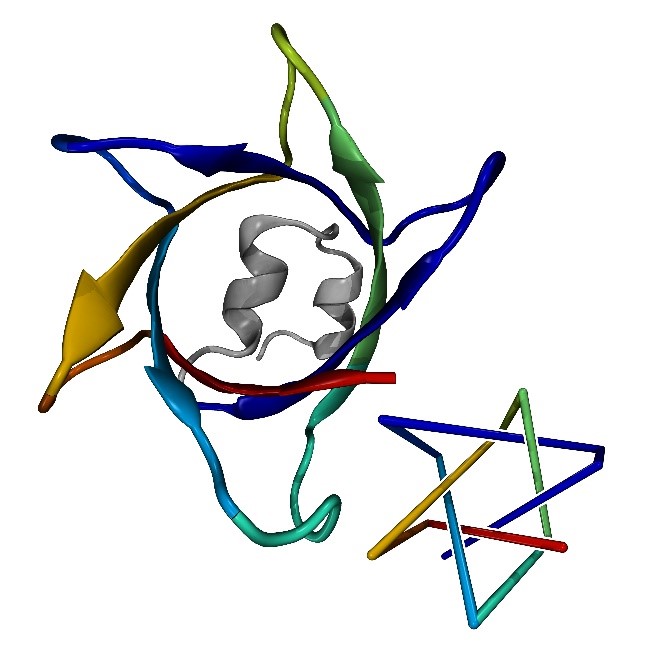 complex protein knot with seven crossings (left) predicted by AlphaFold and a simplified representation (right)