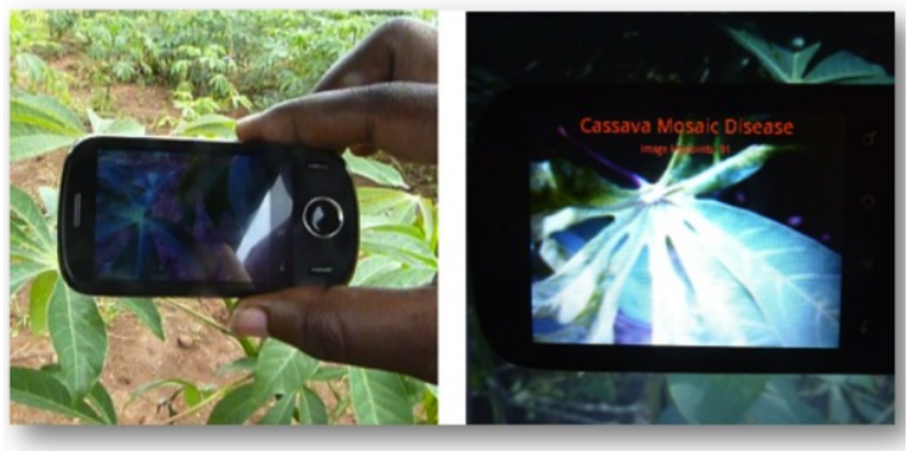 a mobile phone app diagnosing cassava disease