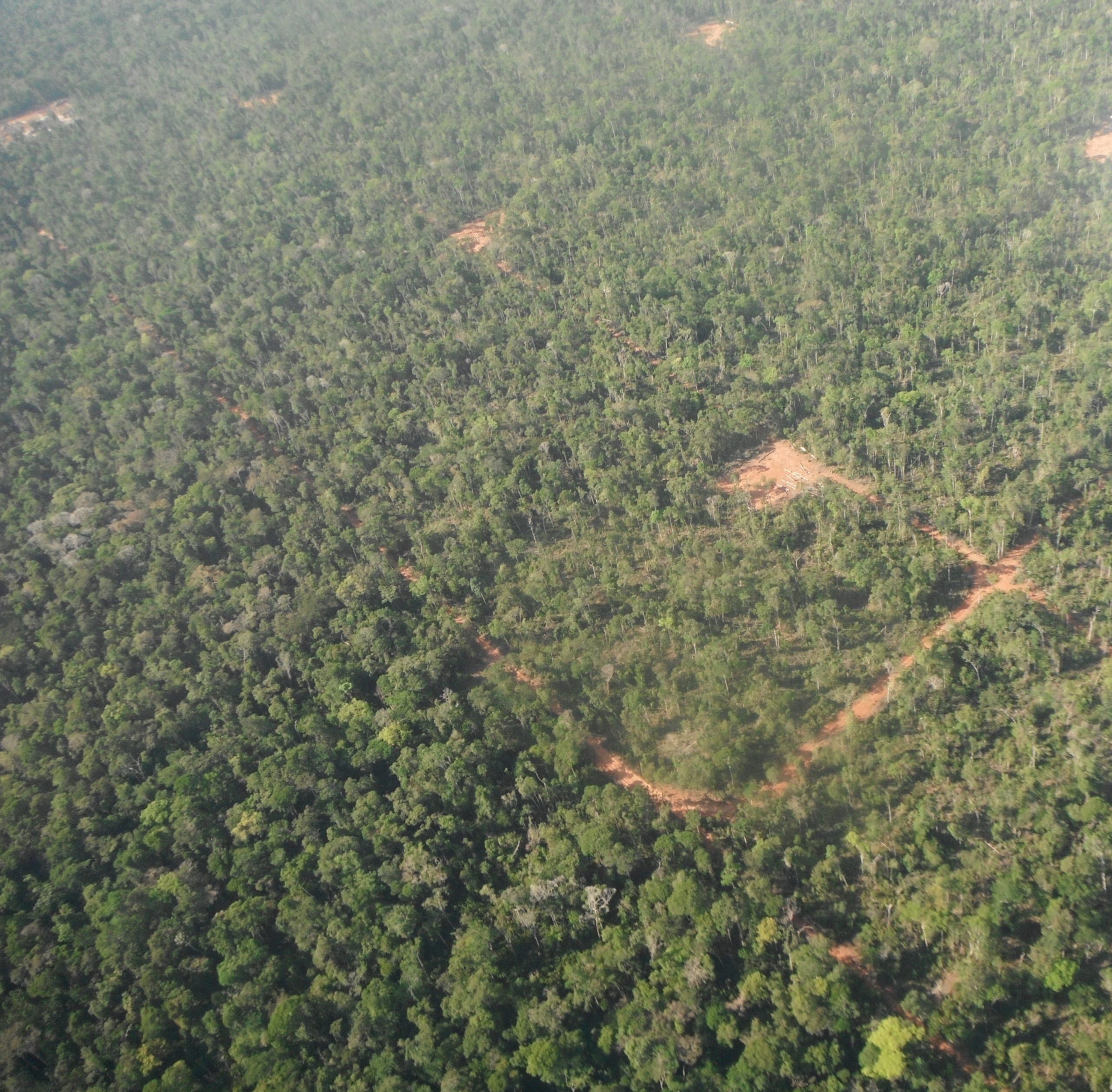 Logged forest in the Amazon
