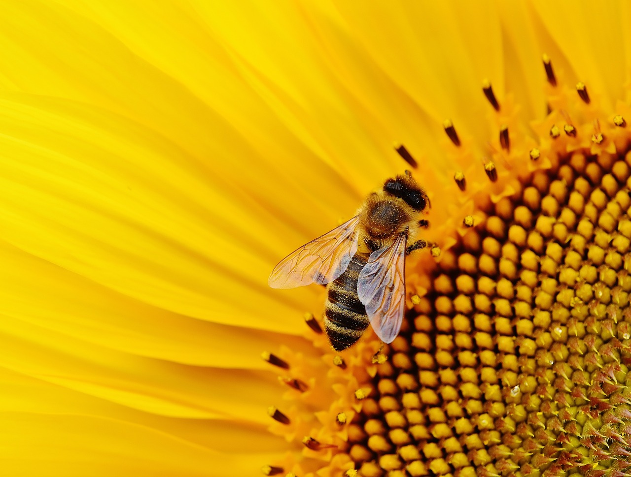 a bee on a sunflower