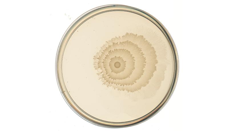 petri dish with off-centred rings