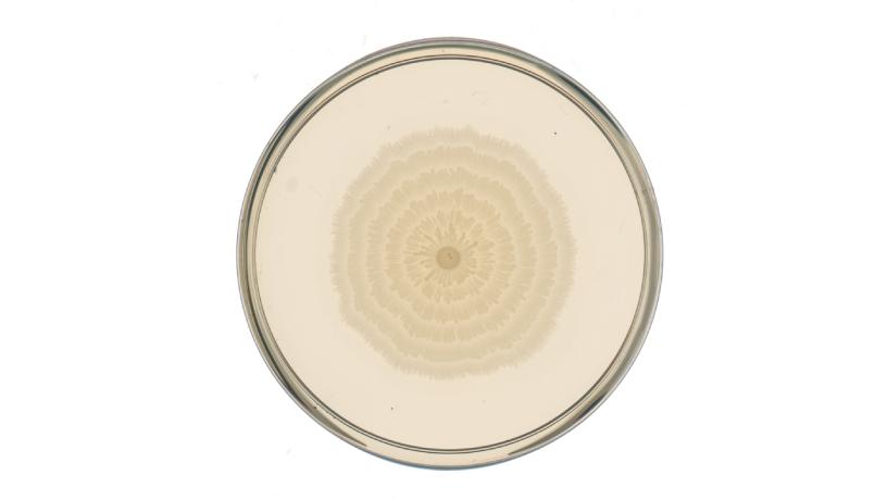 petri dish with creme coloured strain