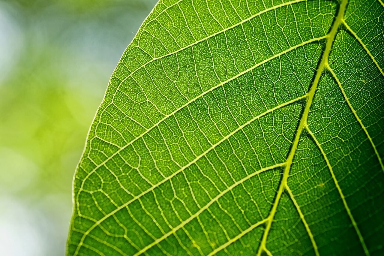 close-up image of part of a green leaf