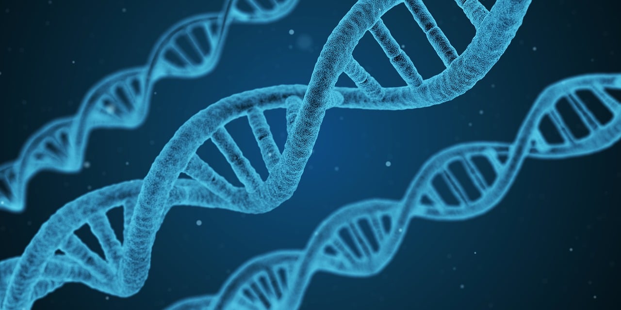Three DNA strands
