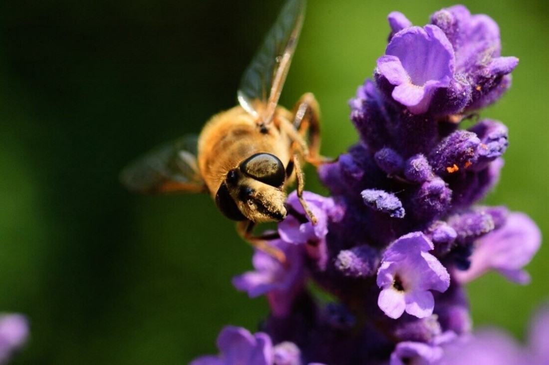 a bee pollinating a purple flower