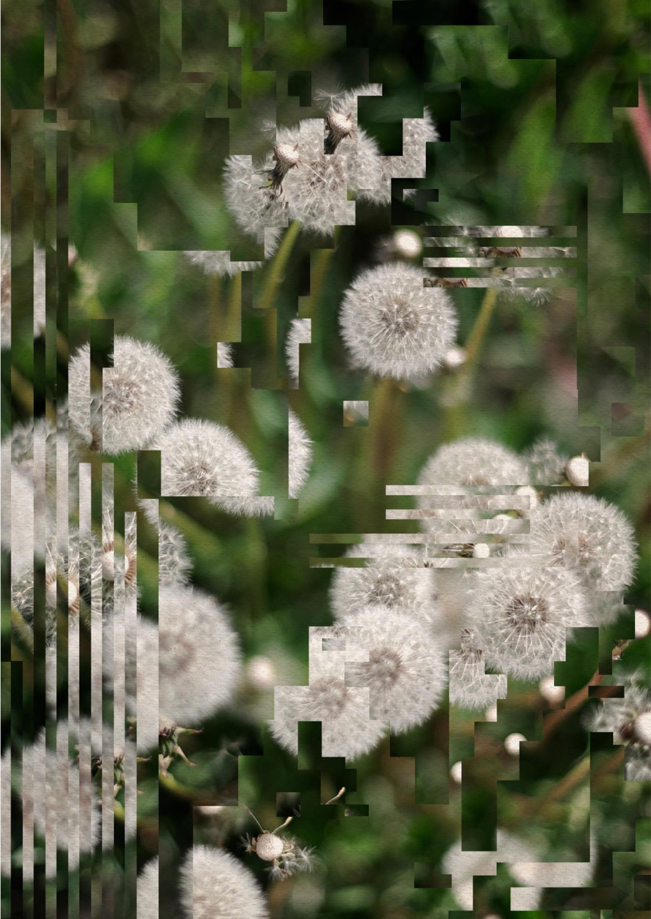 A close-up photo of some dandelions, but the image is slightly distorted by digital artefacts.
